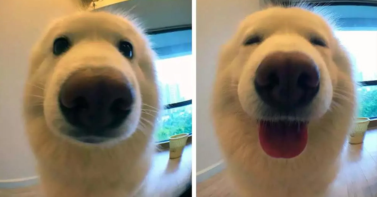 15 Adorable Doggos Reacting To Being Called a “Good Dog” - grandgoldman.com