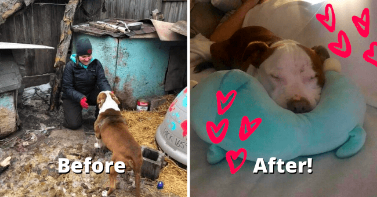 12 Before And After Adoption Photos Featuring Spectacular Pet Transformations - grandgoldman.com