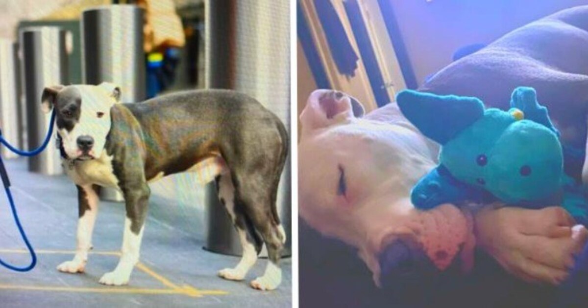 13 Before And After Adoption Photos Featuring Pets Who Got Transformed Amazingly - grandgoldman.com