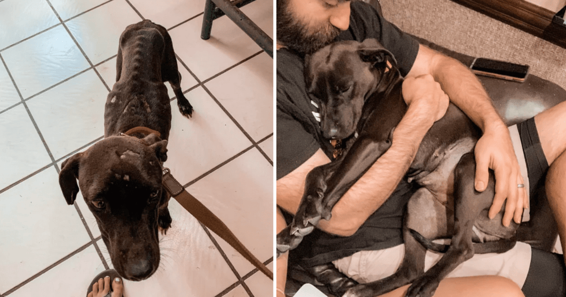22 Before And After Adoption Photos Of Doggos That Show The Power Of Love