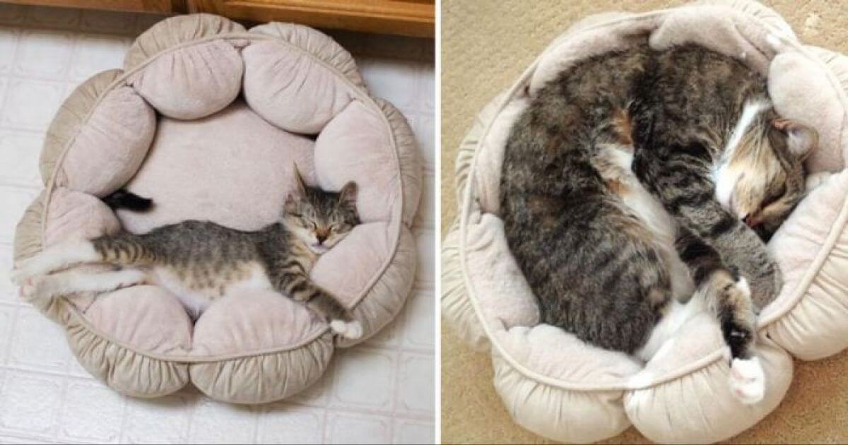 20 Kittens Who Grew Up Gracefully & Turned Into Beautiful Cats - grandgoldman.com