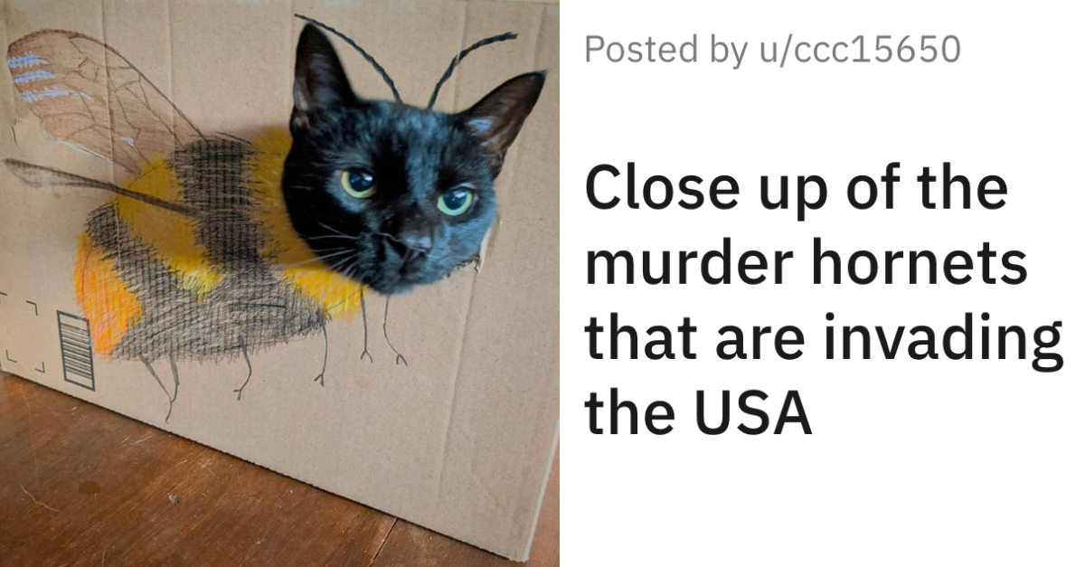 A Collection Of The Best Cat Posts