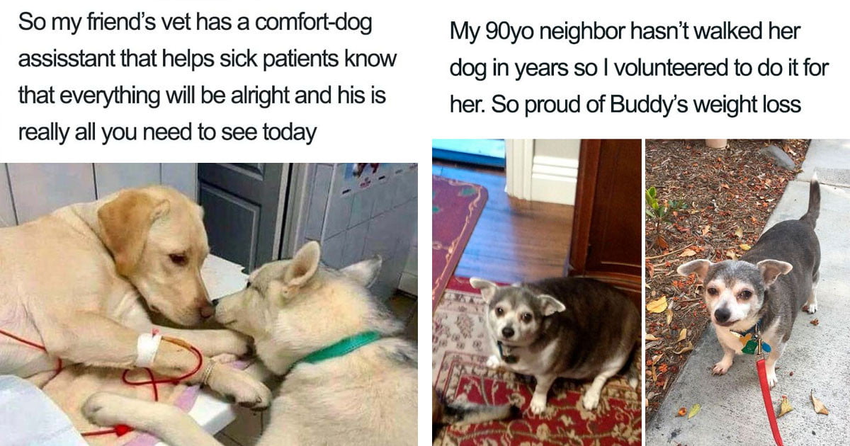 20 Posts About Dogs And Puppies That Prove They’re Best Ever - grandgoldman.com
