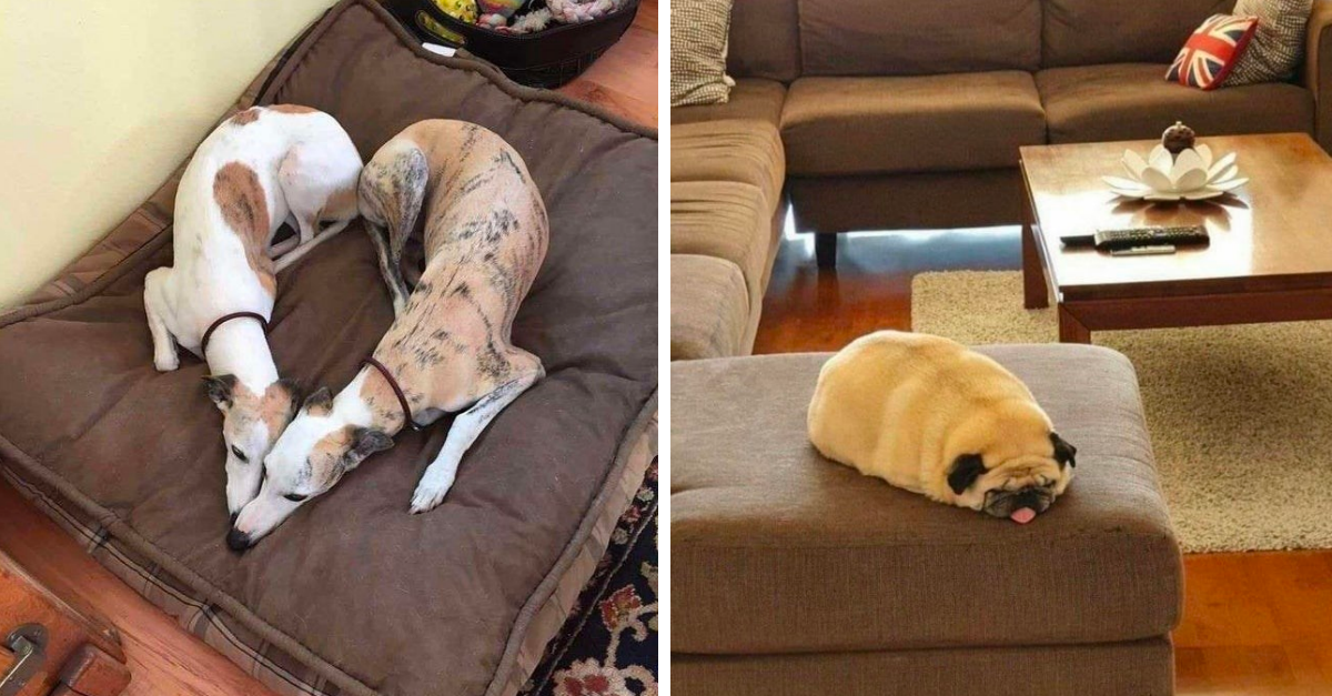 18 Adorable Animals That Are Guaranteed To Beat Your Monday Blues