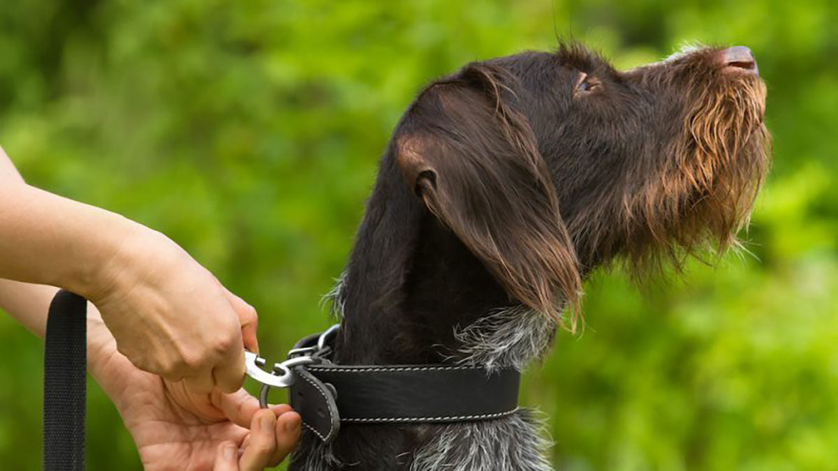 Best Training Collar For Stubborn Dogs - Grand Goldman