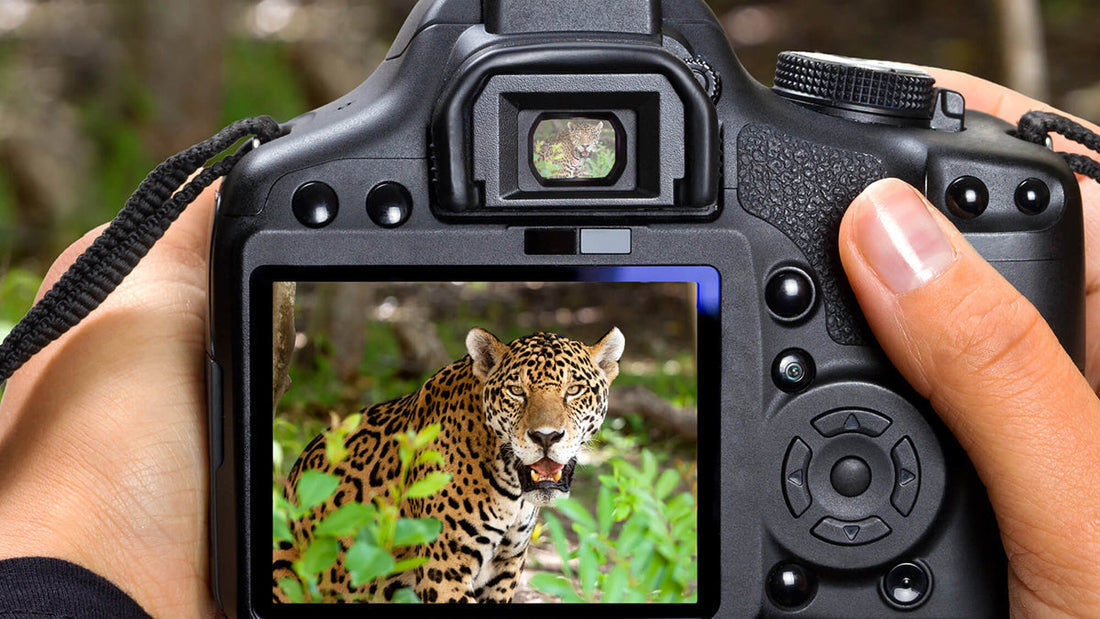 best Camera for Safari