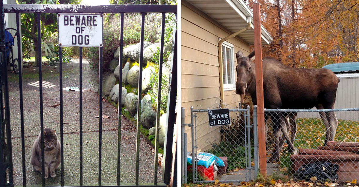 20 Dogs Behind “Beware Of The Dog” Sign That Aren’t Really Dogs