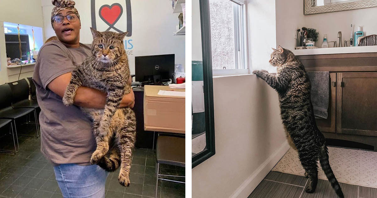 Chonky Cat Finds His Forever Home After Going Viral For Being An Absolute Unit - grandgoldman.com