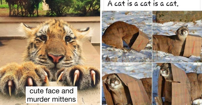 30 Photos Of Big Cats That Show “Kitties Will Be Kitties”