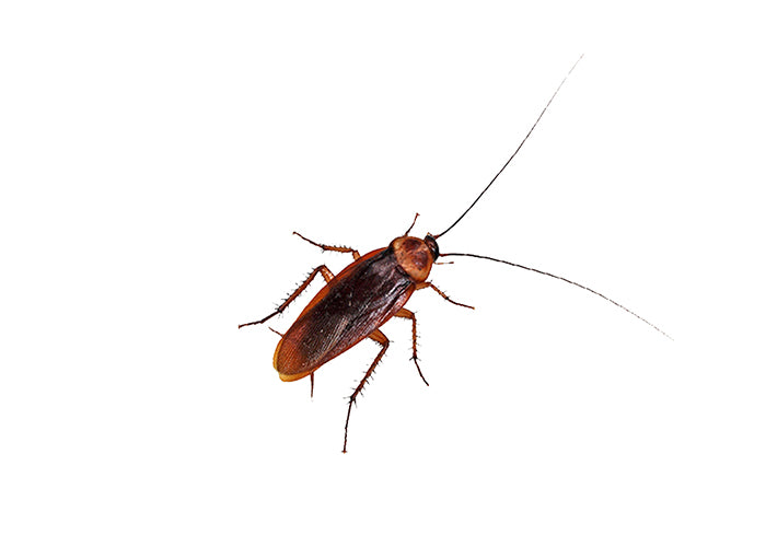 Cockroach Prevention: Stop Infestations Before They Start
