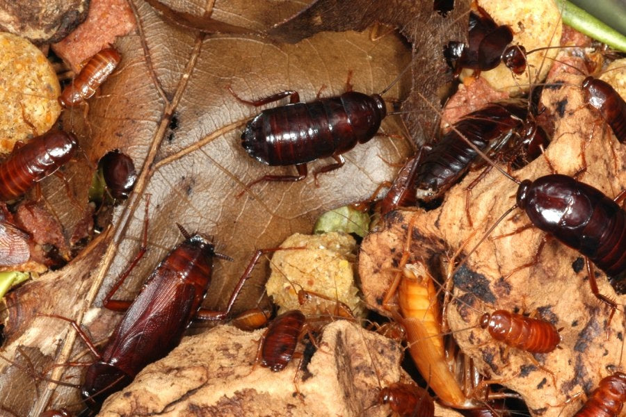 10 Surprising Cockroach Facts You Never Knew (2025 Guide)