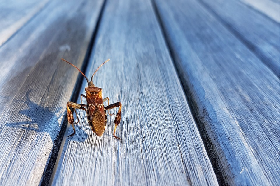 Cockroach Prevention: Stop Infestations Before They Start