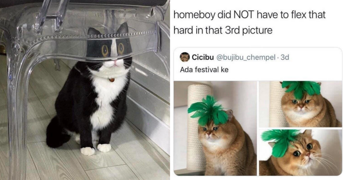 30 Blessed Cat Pics That Will Make You Chuckle - grandgoldman.com