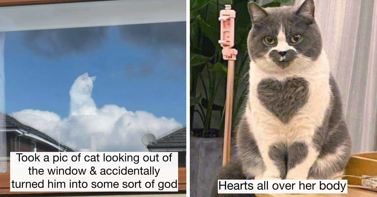 30 Magnificent Pictures Of Cats That Are 100% Blessed - grandgoldman.com