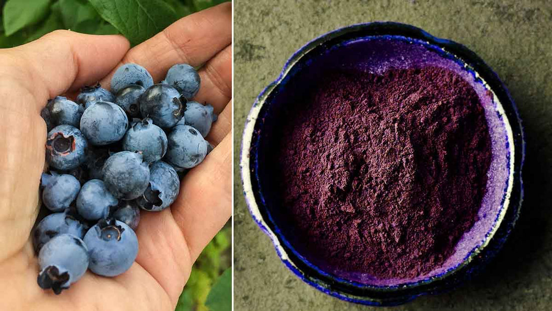 Best Wild Blueberry Powder - Grand Goldman