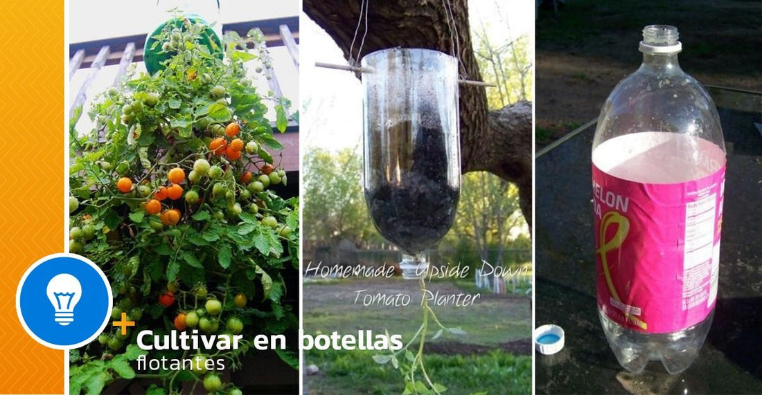 How to grow tomatoes in a floating bottle - grandgoldman.com