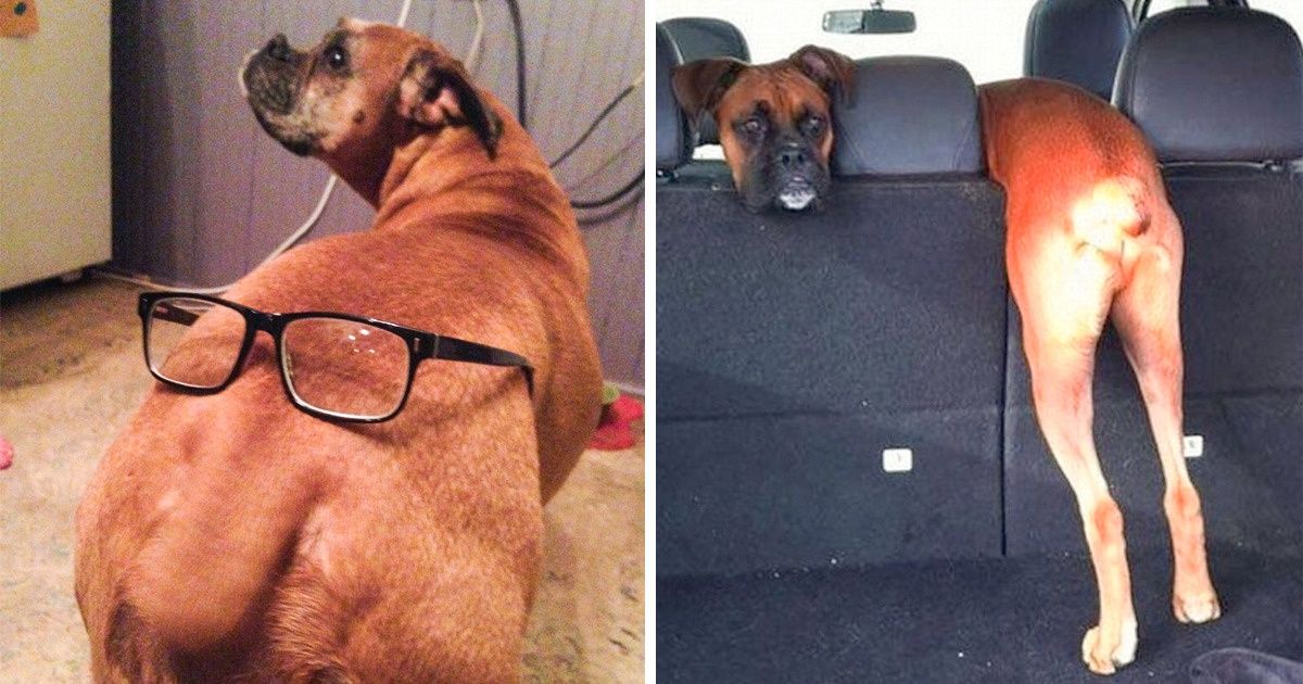 30 Hilarious Photos That Show How Having A Boxer Can Change Your Life