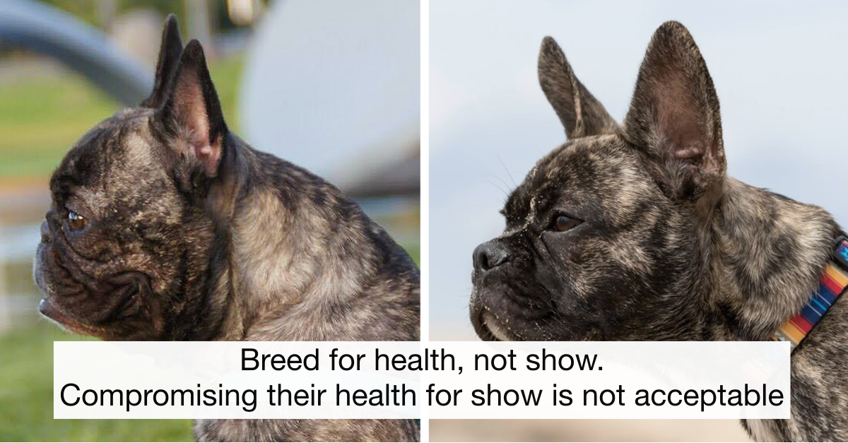 This Breeder Is Reengineering French Bulldogs’ Faces To Make Them Healthier