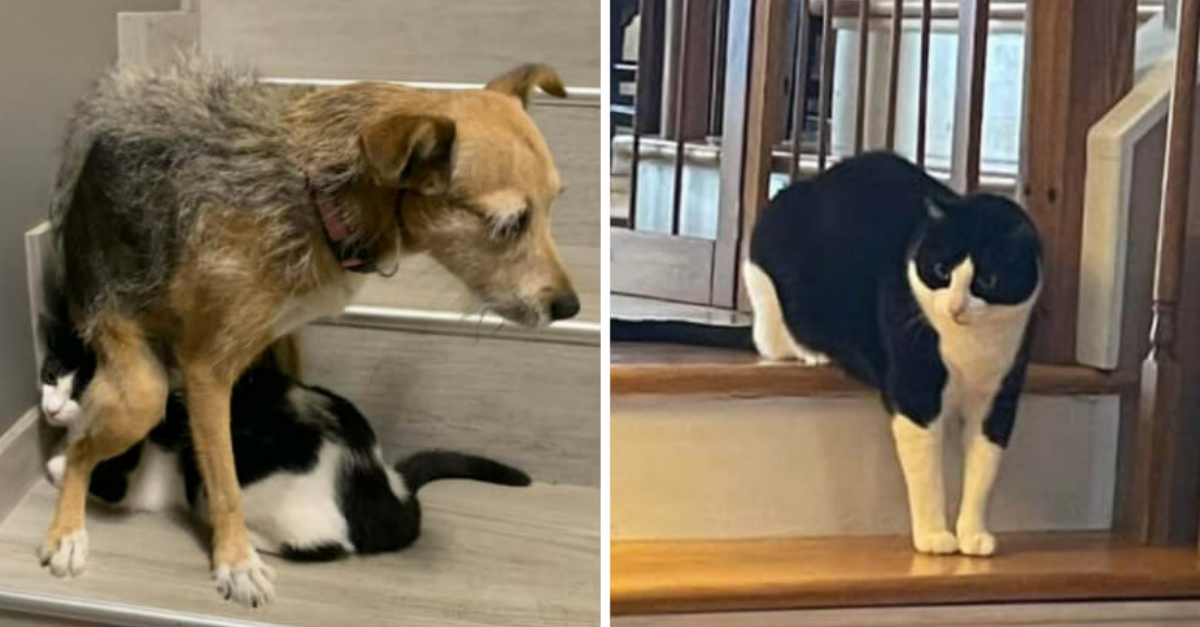 19 Broken Cats And Dogs That Forgot How To Sit