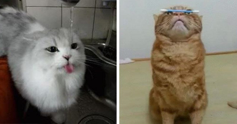 Hilarious GIFs Of Cats Who Glitched & Forgot How To Cat