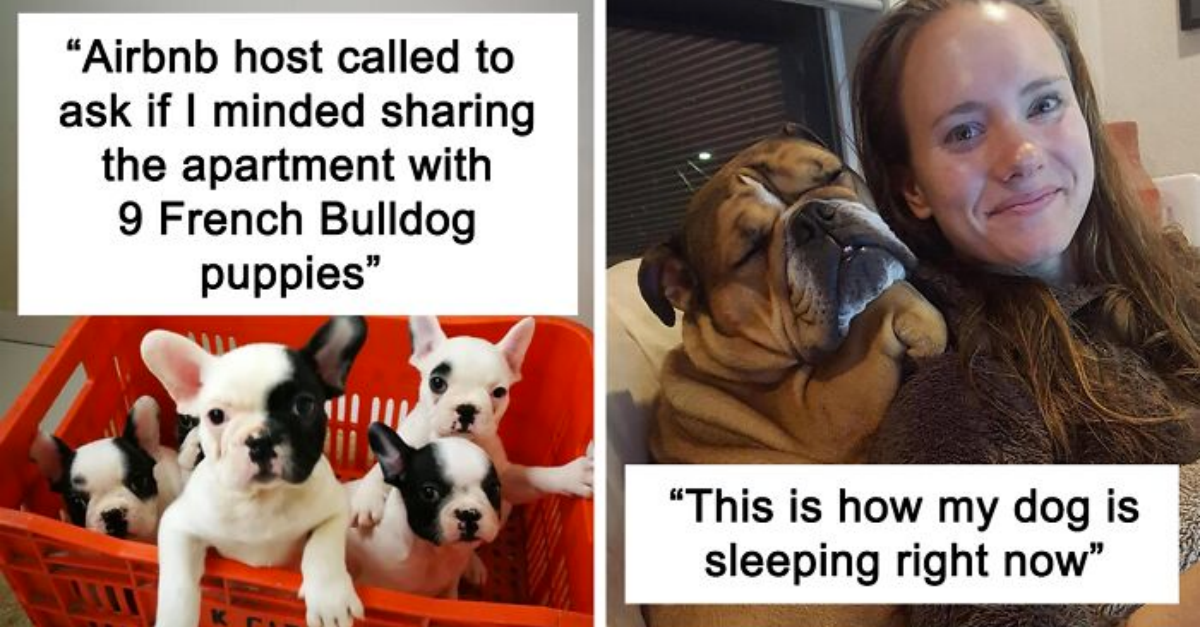50 Of The Cutest Bulldog Pics That Will Warm Your Hearts