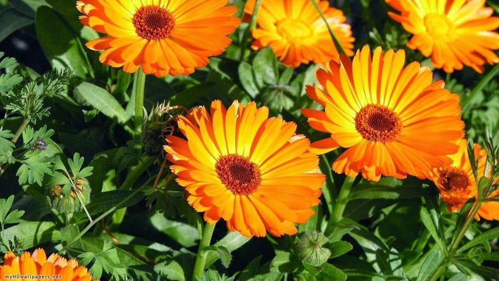 The best anti-mosquito and insect plants to take care of your garden - grandgoldman.com