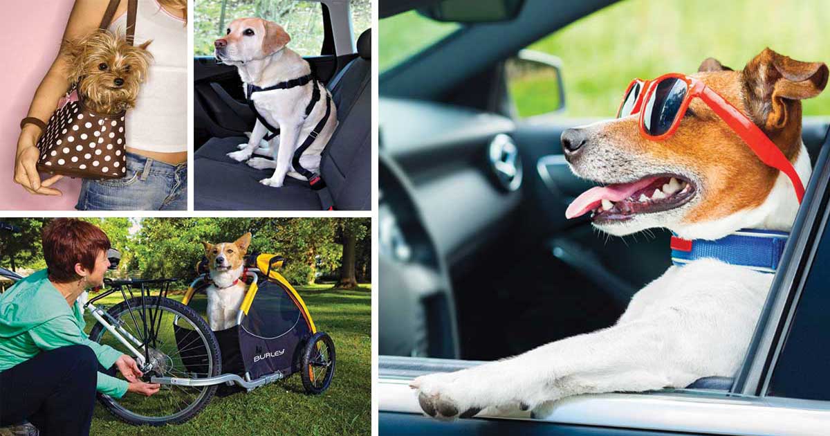 Vacation with Your Dog: Rules, Bans & Essential Gear