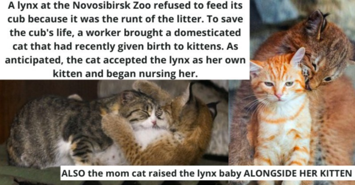 Beautiful Pictures Of A Cat Adopting Baby Lynx After She Was Abandoned By Her Mother - grandgoldman.com