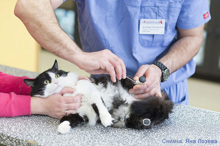 Rescue Amputee Cat Walks Again After Getting New Bionic Legs