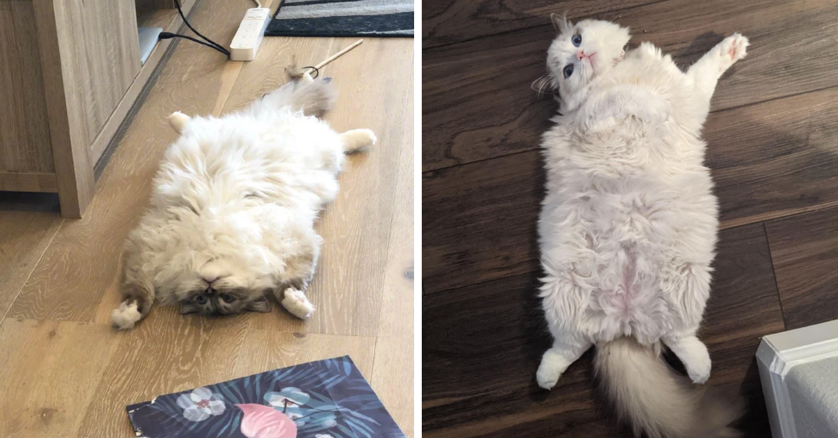 40 Pictures Of Cats Showing Their Bellies That Are Ready For Some Rubs - grandgoldman.com