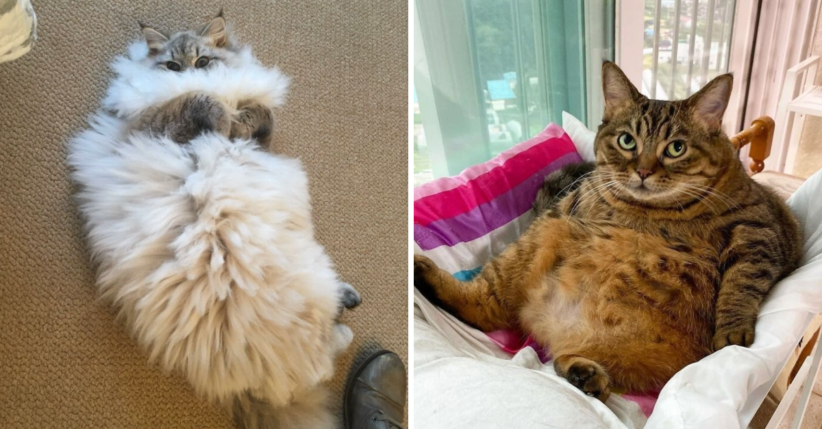 40 Adorable Pictures Of Cat Bellies That Need Belly Rubs But Only For 0.2 Seconds - grandgoldman.com