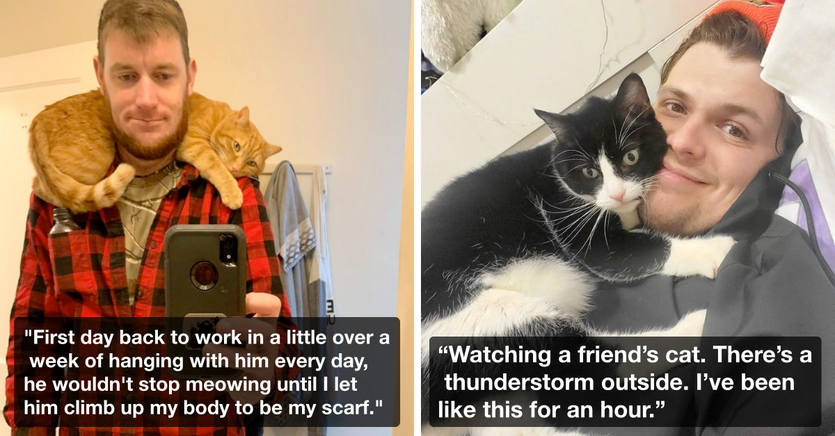 Cats Choosing Best Spots To Sit With No Regrets - grandgoldman.com
