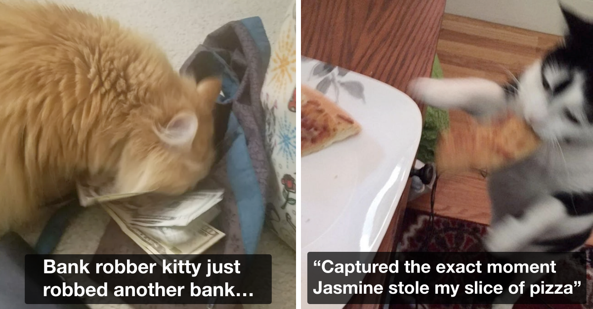 20 Burglar Cats That Stole Everything Including Our Hearts - grandgoldman.com