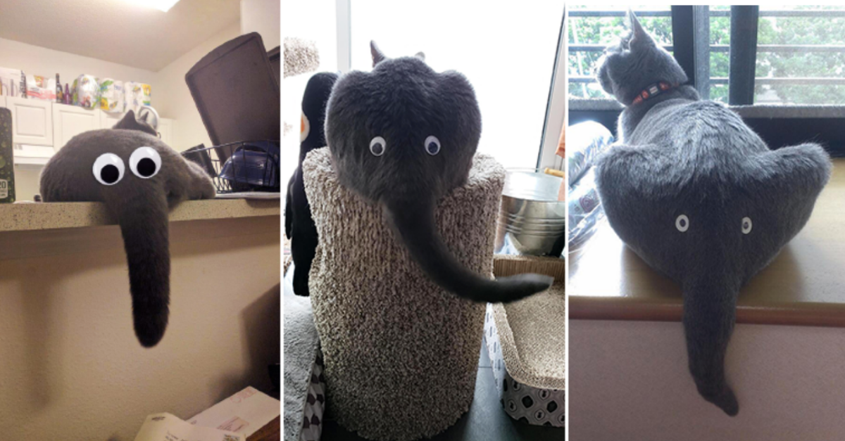 Hilarious Pictures That Prove A Cat Butt With Googly Eyes Looks Like An Elephant - grandgoldman.com