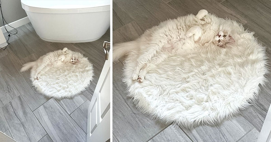 10+ Animals Who Blend In With The Surroundings Like It’s Their Job