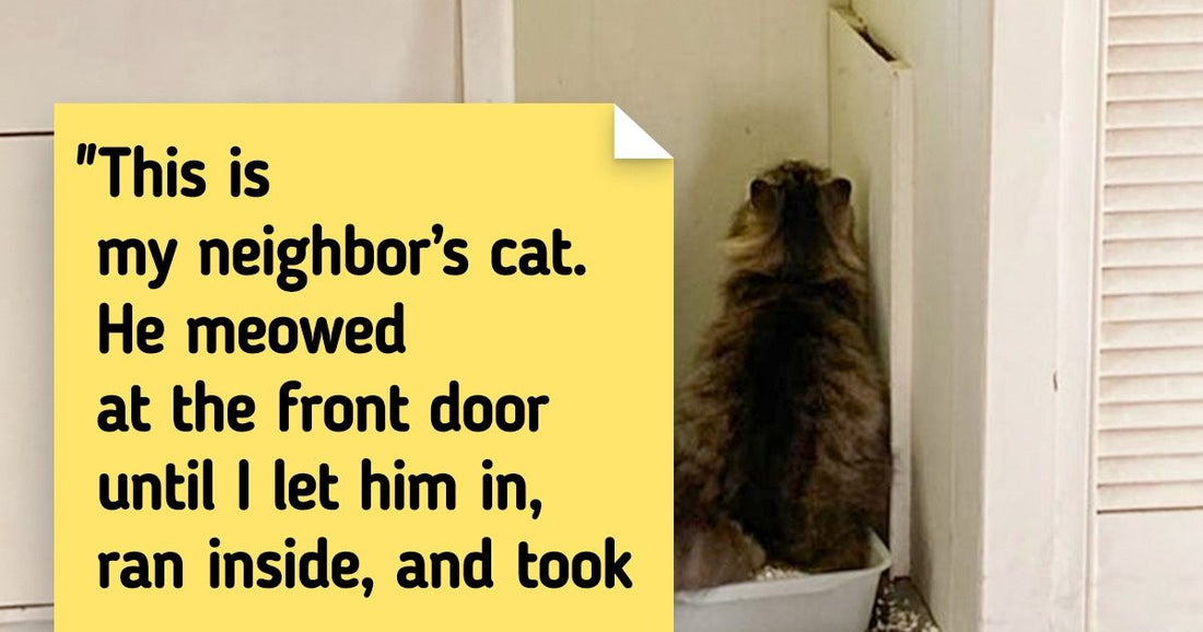 23 Times Cats Left Their Own House To Chill With Neighbors