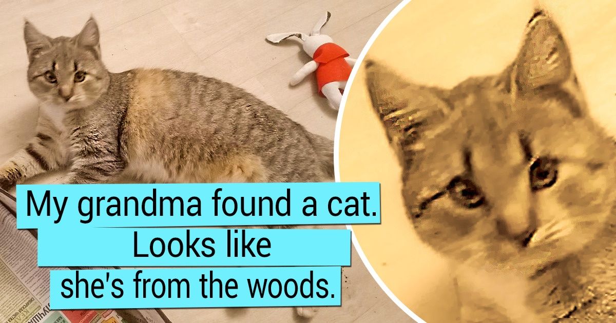 20 Cats That Chose Their Humans - grandgoldman.com
