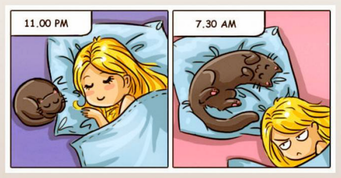 Cat Comics That Accurately Show What It Is Like To Live With Cats