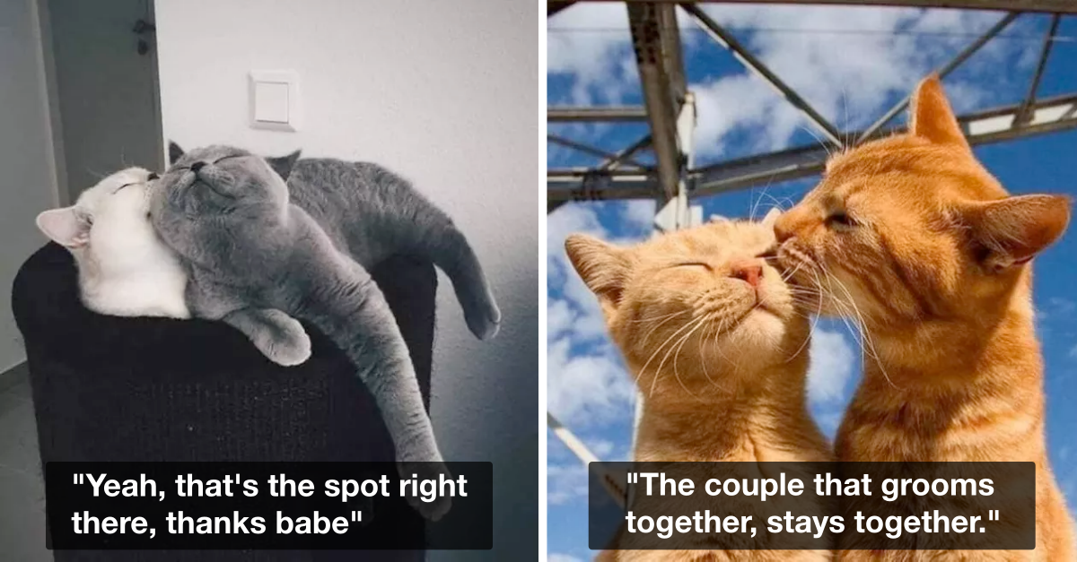 Cat Couples That Are Far More Beautiful Than Any Married Couple You Know - grandgoldman.com