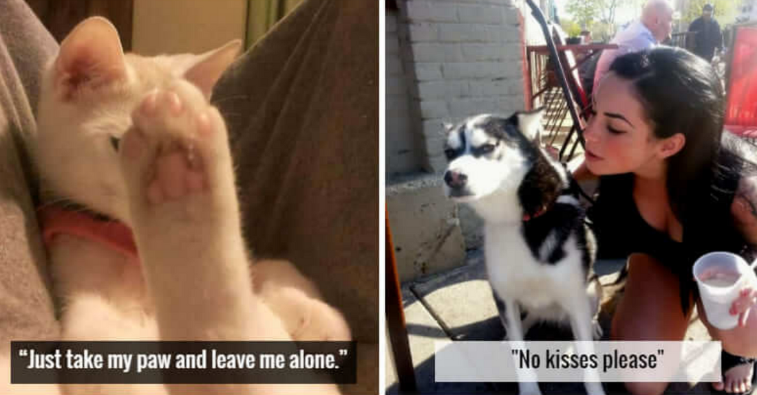 25 Fur Babies That Didn’t Want To Take A Selfie But Still Ended Up Looking Good