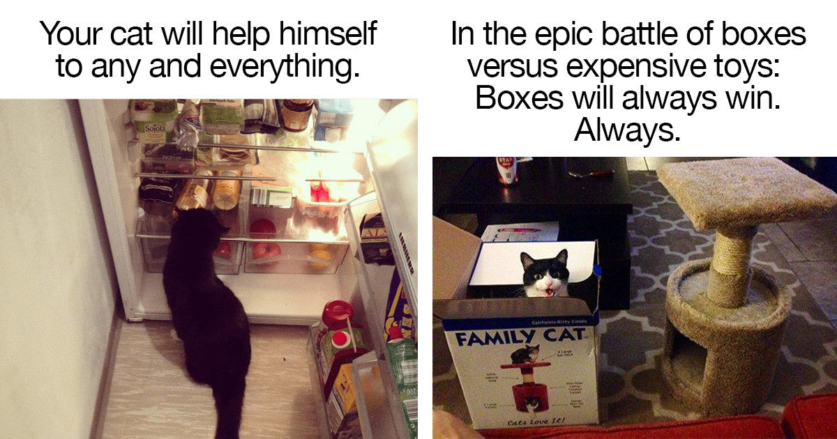 16 Facts You Learn When You Own A Cat - grandgoldman.com