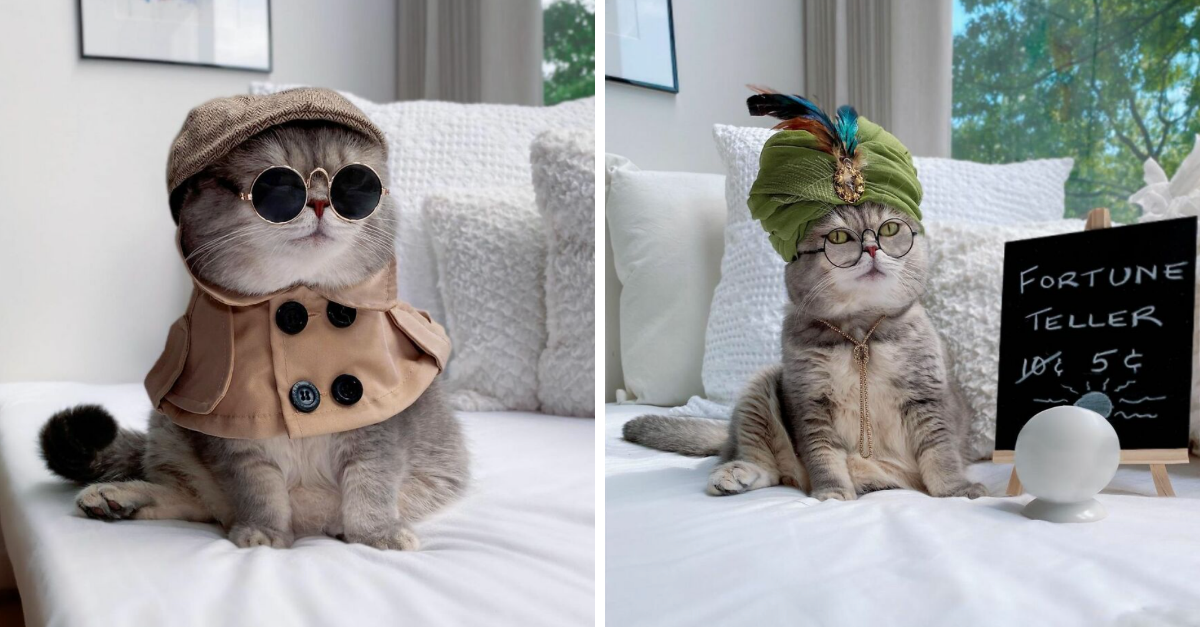 Abandoned Chonker Cat Found A New Furrever Home, And Became An Instagram Celebrity