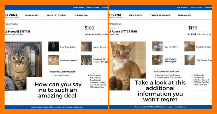 12 Shelter Cats Advertised As Cars For Sale, That Will Make You Want To Adopt One