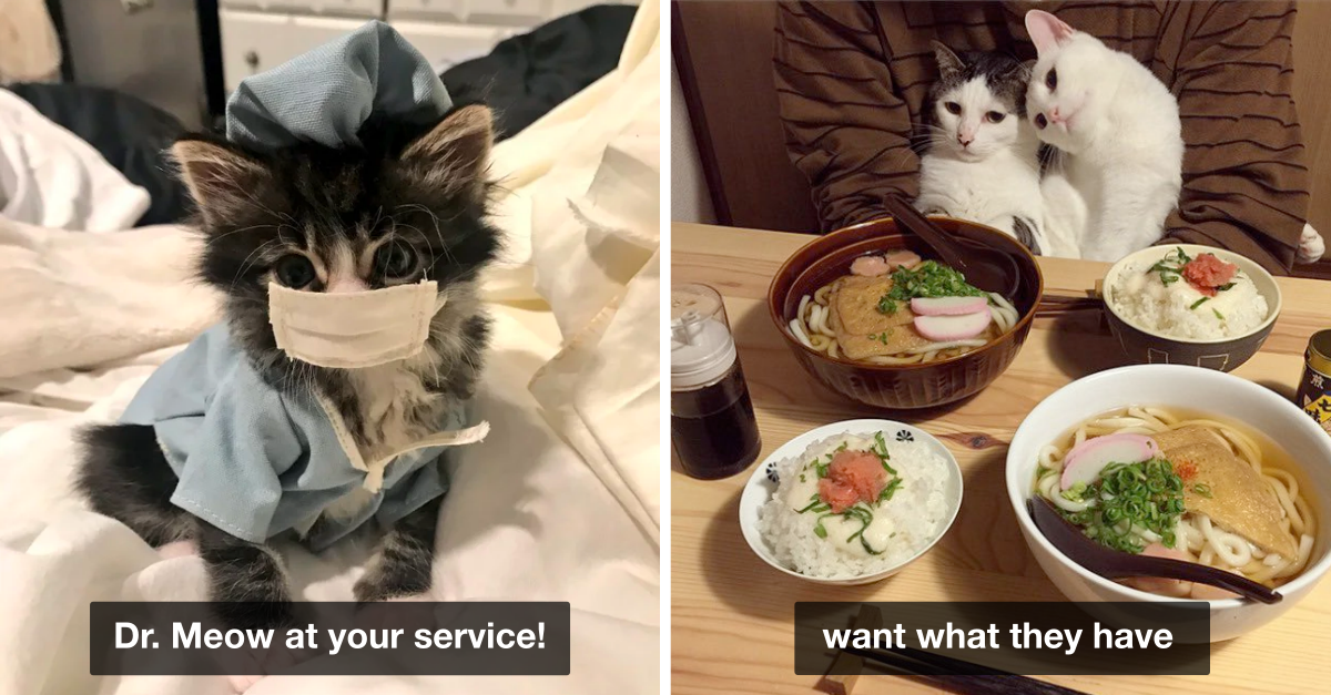 Cat Posts That Are Incredibly Necessary For Your Happiness