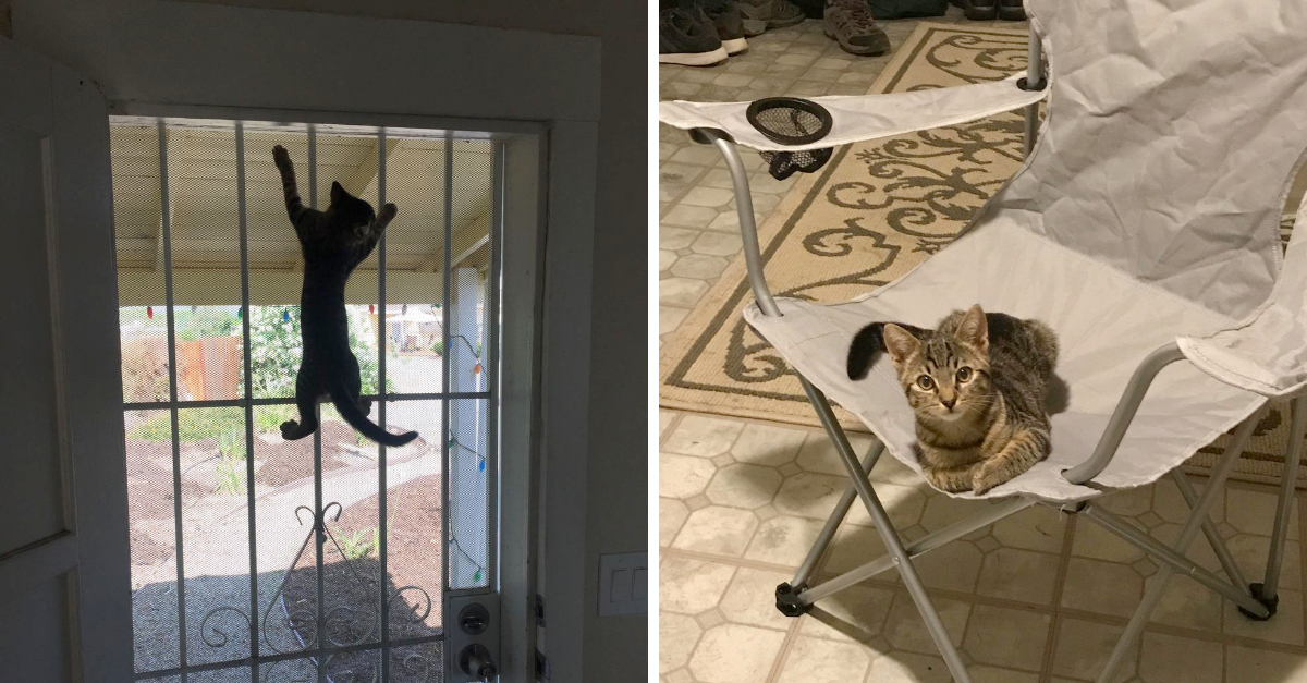 Man Who Doesn’t Have A Cat Comes Home To Find A Cat Waiting In His House