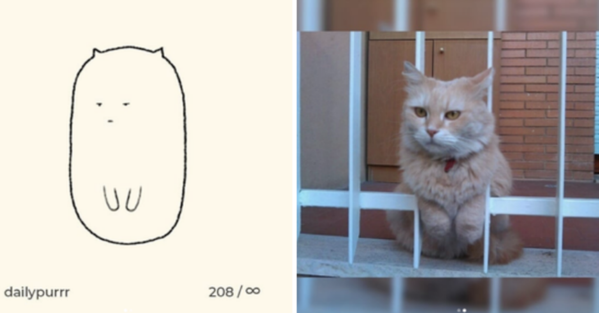 Artist Hilariously Illustrate Cats Photos That People Send To Him That Show How Weird Cats Are