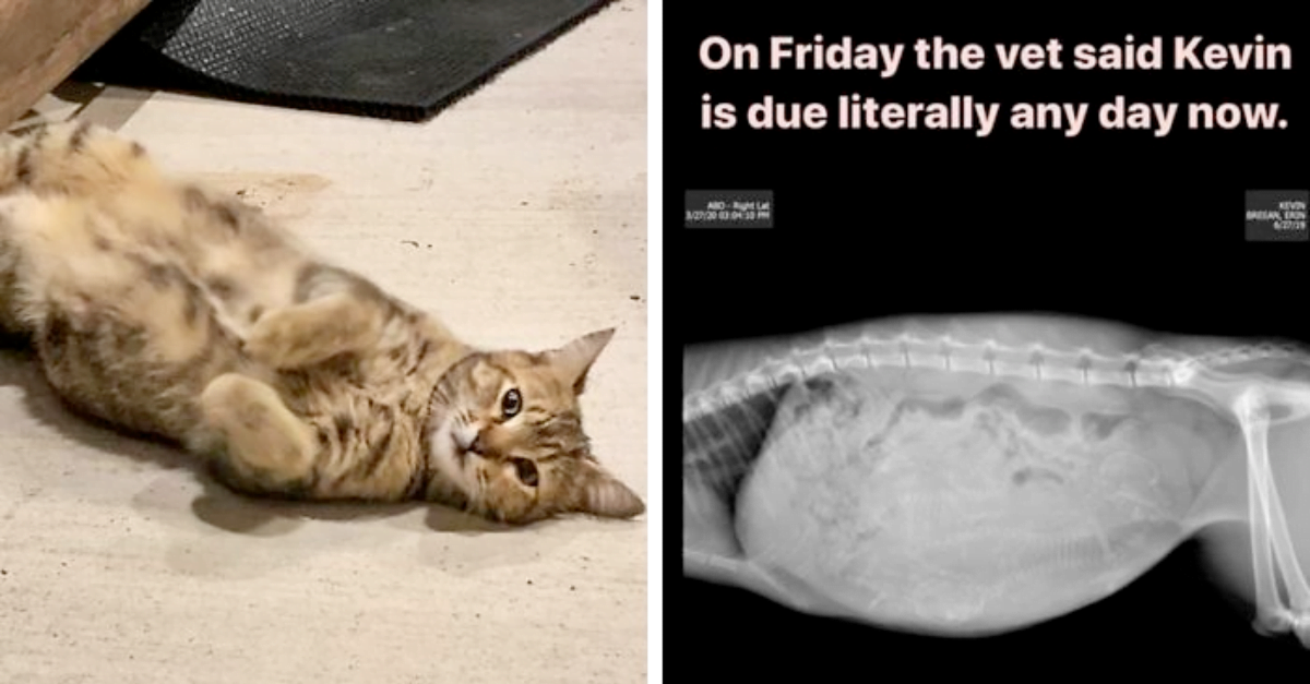 Woman Hilariously Documents Shenanigans Of ‘Kevin’ The Cat Who Keep Visiting Her