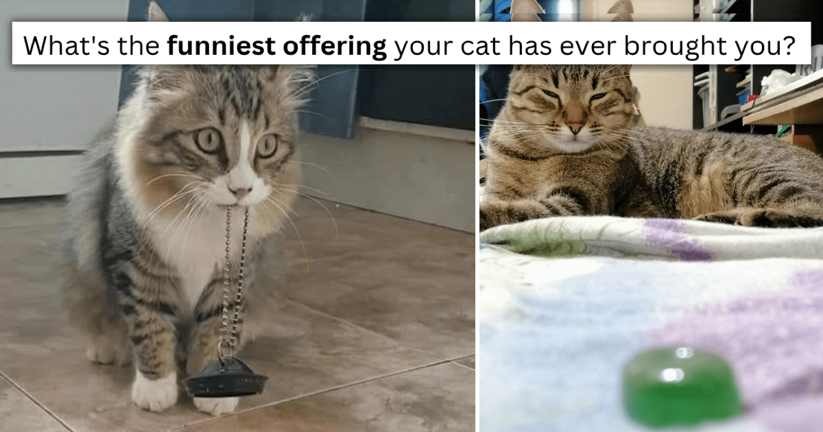 Hysterical Compilation Of The Weirdest Offerings Cats Have Ever Brought Their Owners