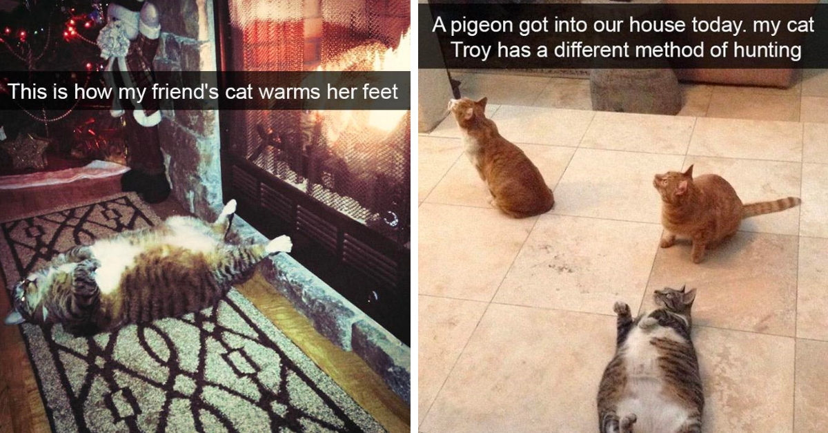Cat Snaps Depicting The Hilarious Life Of Cat Owners AKA Cat Staff - grandgoldman.com