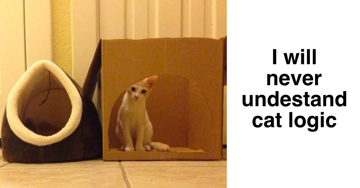 20 Ungrateful Cats Who Don’t Care About Your Expensive Gifts